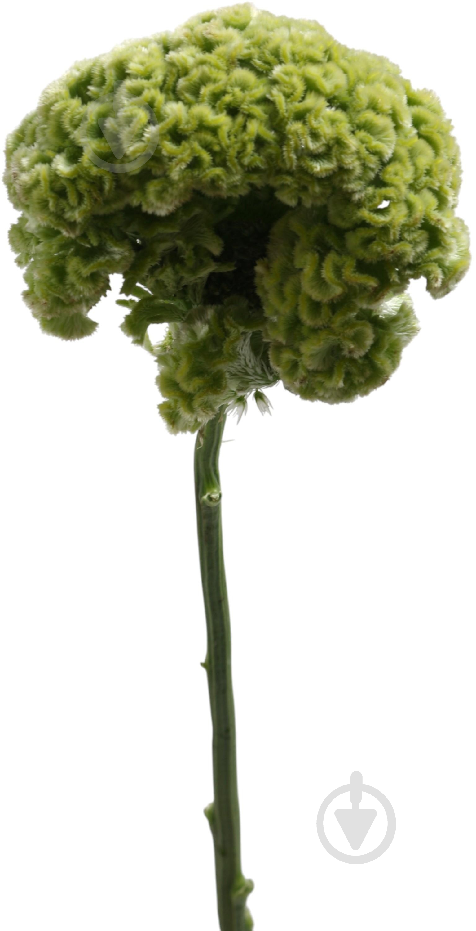 Целозия зеленая (Нидерланды) - фото 1 Целозия зеленая (Нидерланды) - фото 1