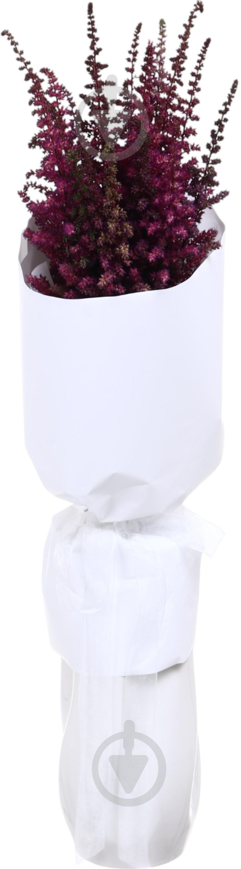 Астильба Else Schluck красная (Нидерланды) - фото 2