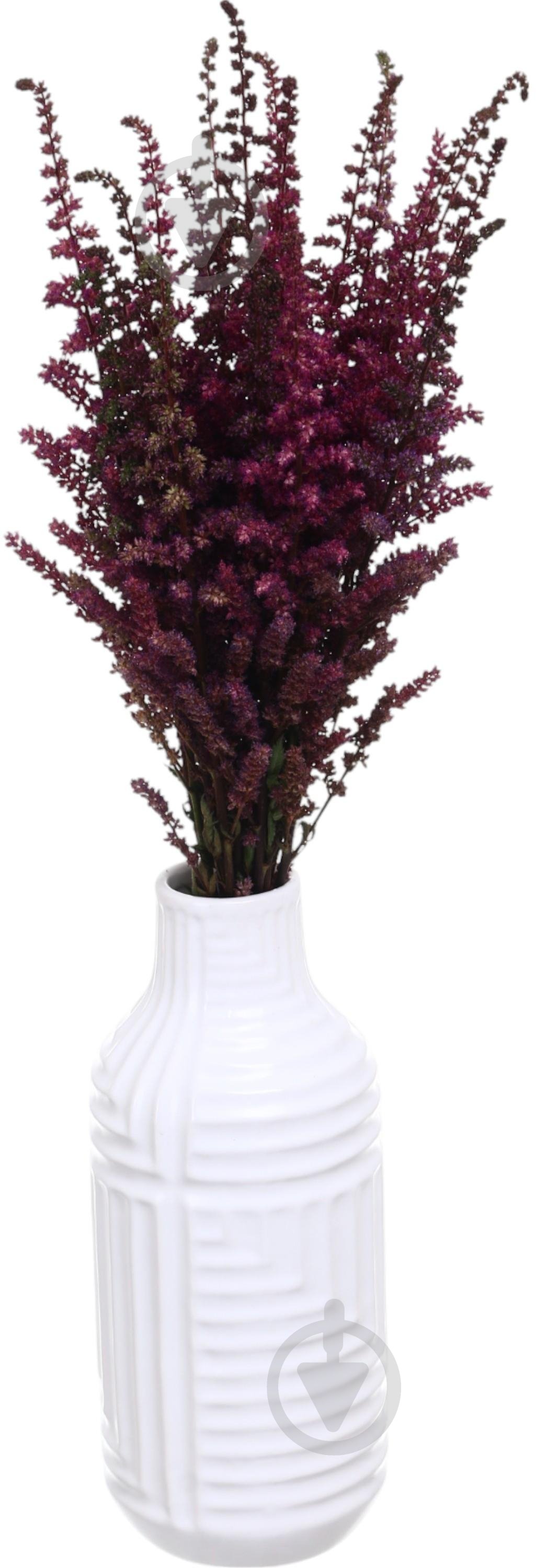 Астильба Else Schluck красная (Нидерланды) - фото 5