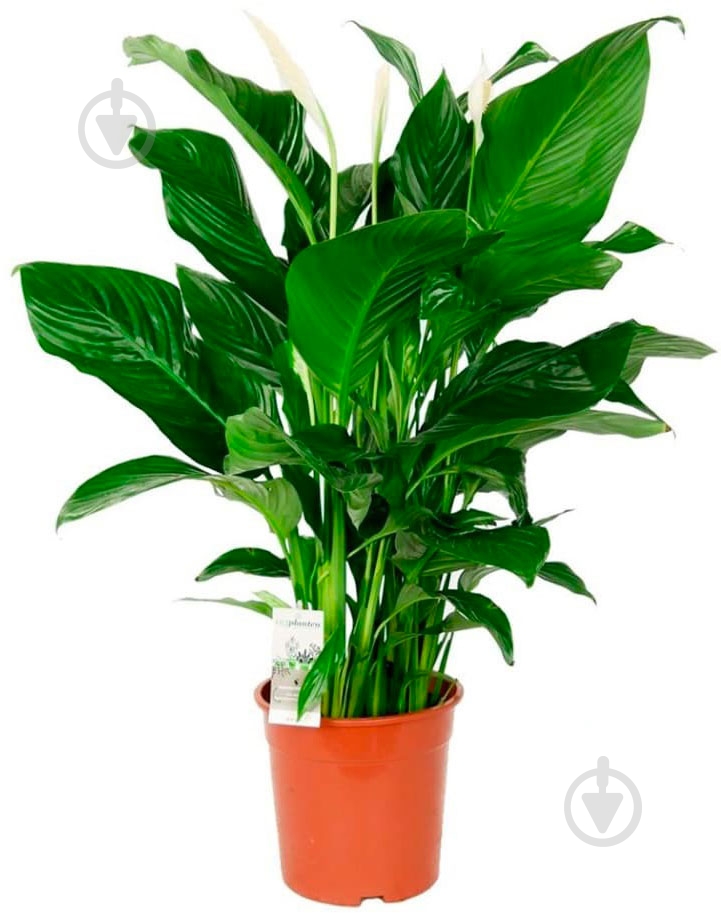 Растение Спатифилум d13/h60 - фото 3