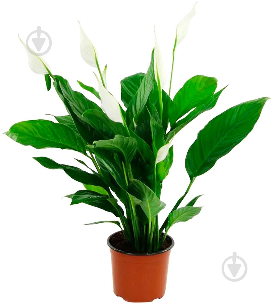 Растение Спатифилум d13/h60 - фото 2