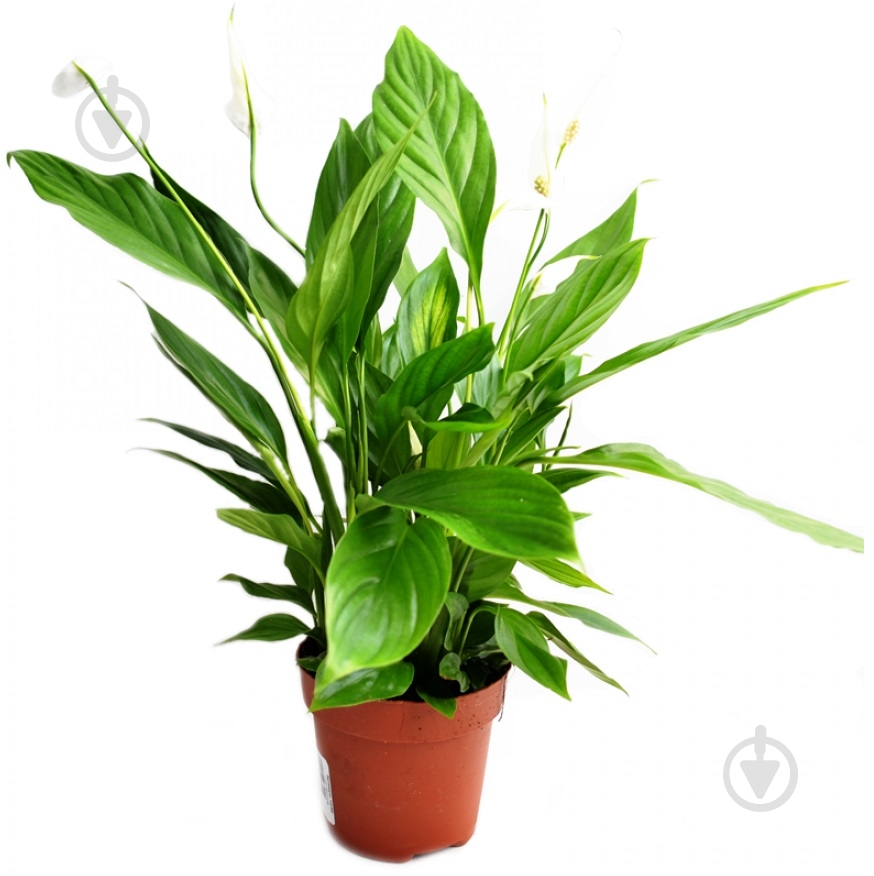 Растение Спатифилум d13/h60 - фото 1