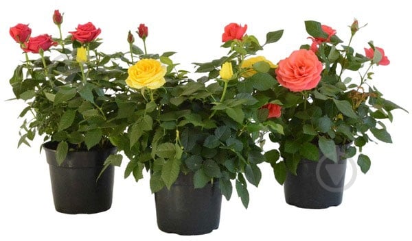 Растение Роза горшок 10,5/27 - фото 1 Растение Роза горшок 10,5/27 - фото 1