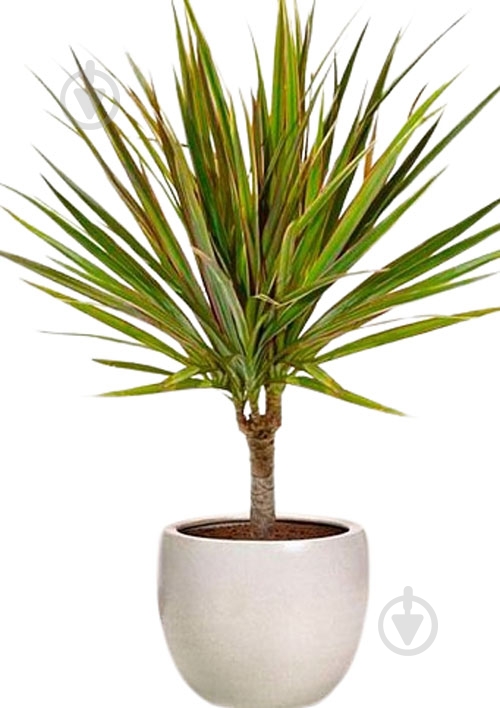 Растение Драцена Bicolor d14 - фото 1 Растение Драцена Bicolor d14 - фото 1