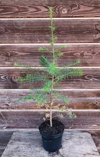 Растение Лиственница C3 - фото 1