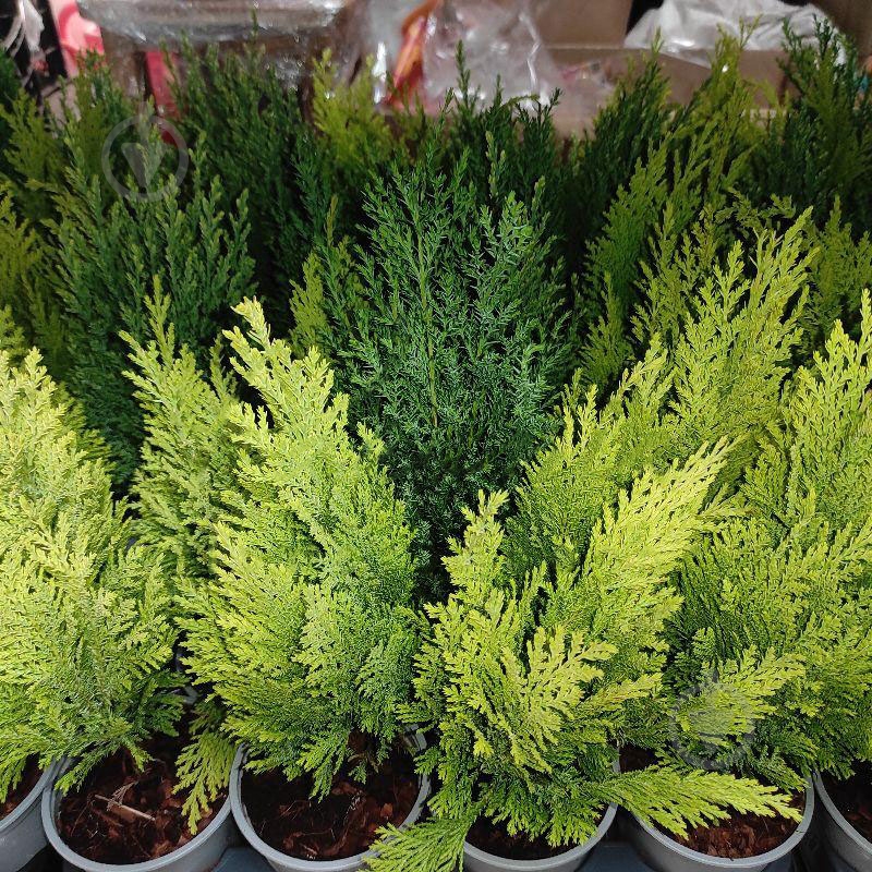 Растение Хвойные 10х35 микс - фото 1 Растение Хвойные 10х35 микс - фото 1
