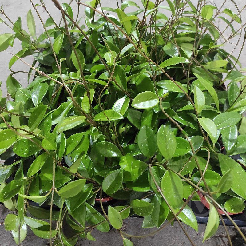 Растение Хойя 12х10 Carnosa - фото 1