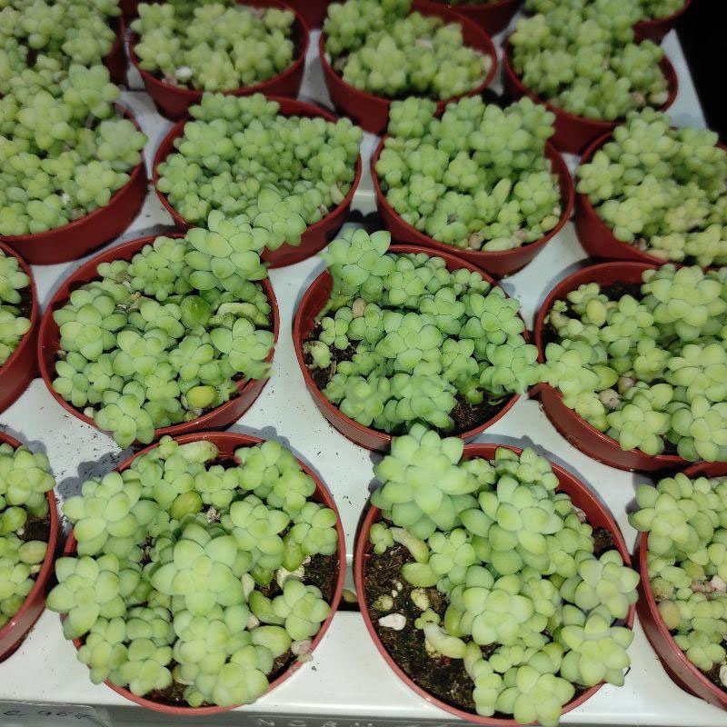 Растение Седум 5х8 Burrito - фото 1