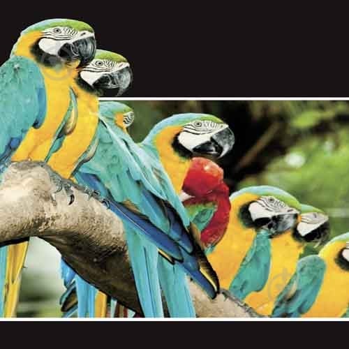 Блокнот Попугаи А5 48 листов Аркуш - фото 1 Блокнот Попугаи А5 48 листов Аркуш - фото 1