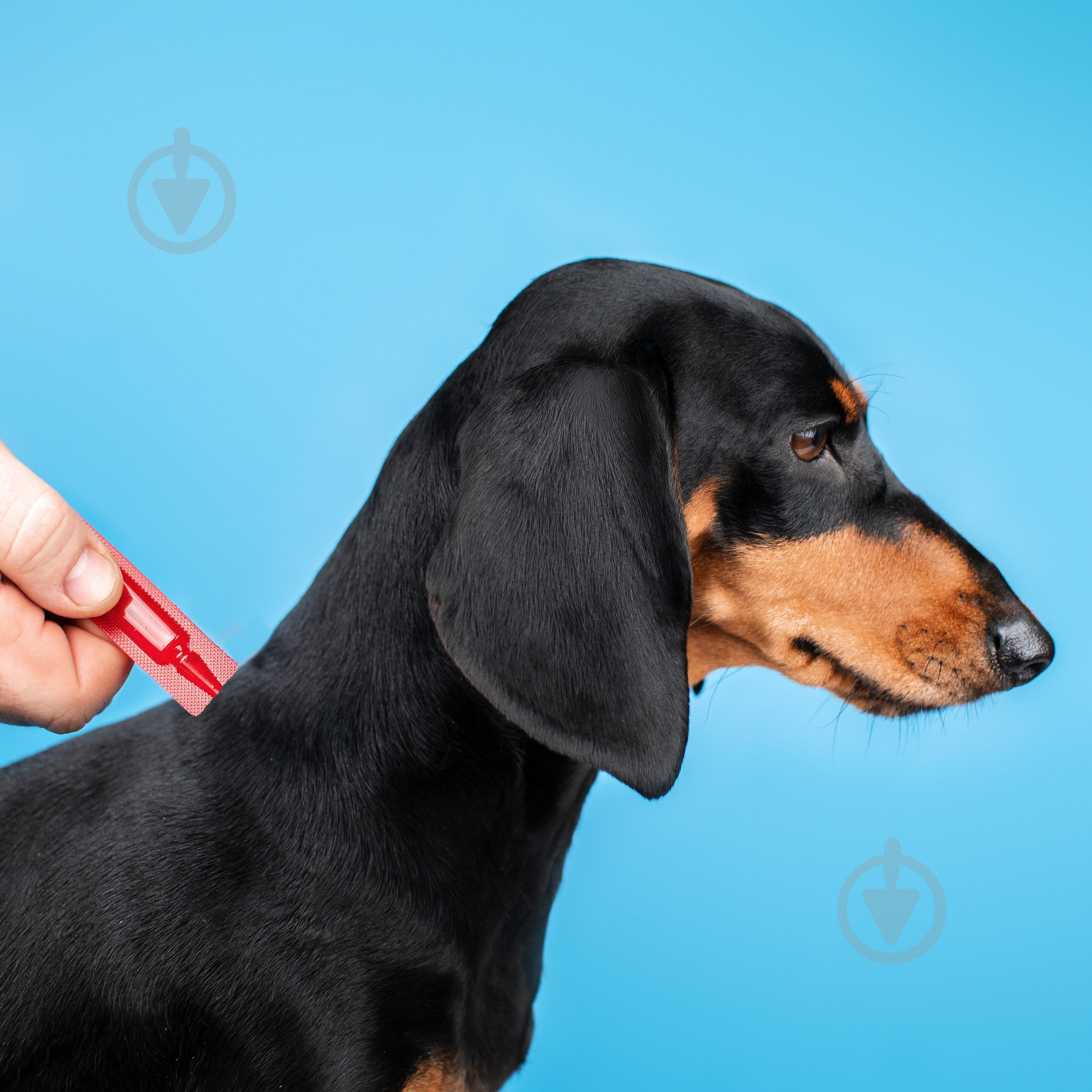 Капли ProVET для собак 20-40 кг Profiline от блох, клещей, паразитов, вшей 4 пипетки по 3,0 мл - фото 3