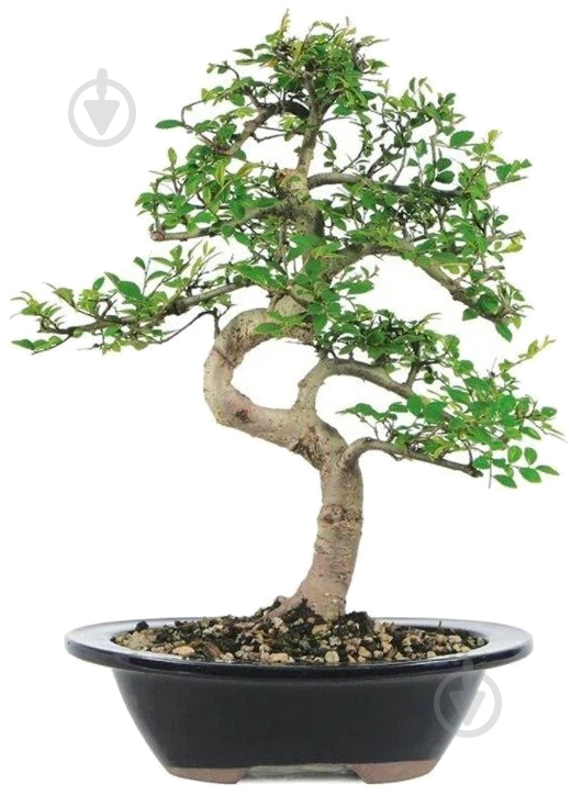 Растение Вяз / Ulmus Bonsai №44 - фото 1 Растение Вяз / Ulmus Bonsai №44 - фото 1