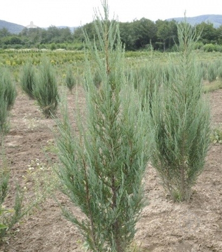 Растение Можжевельник скальный / Juniperus scopulorum Blue Arrow С3 - фото 3
