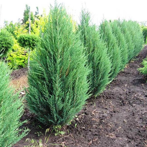 Растение Можжевельник скальный / Juniperus scopulorum Blue Arrow С3 - фото 4