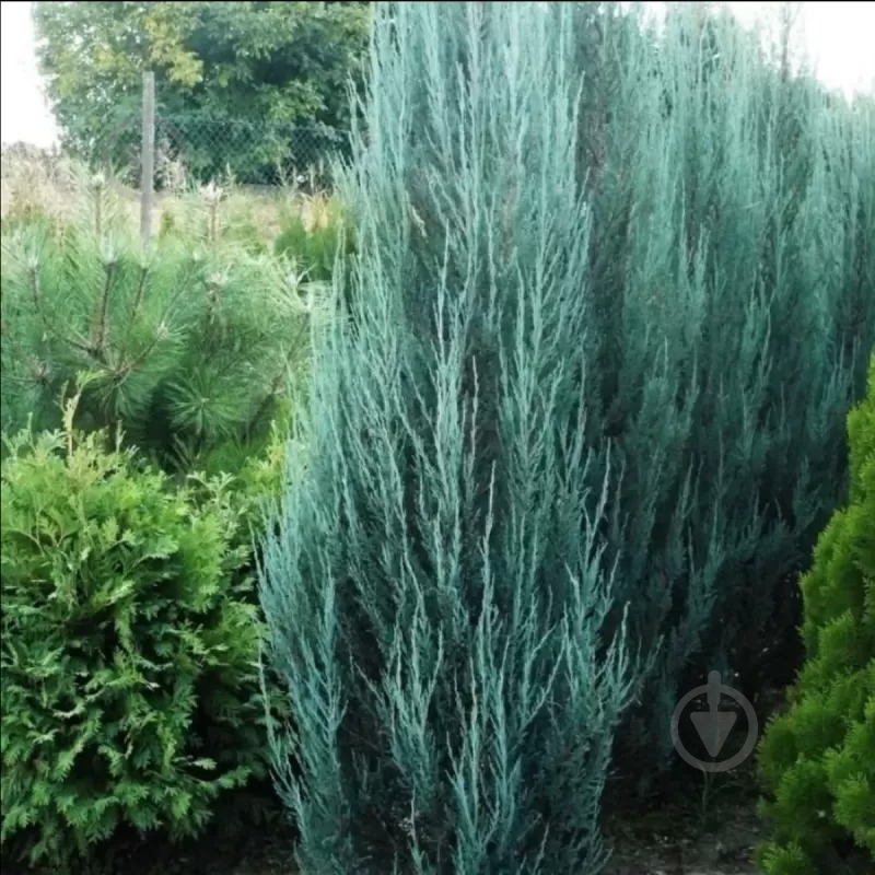 Растение Можжевельник скальный / Juniperus scopulorum Blue Arrow С3 - фото 2