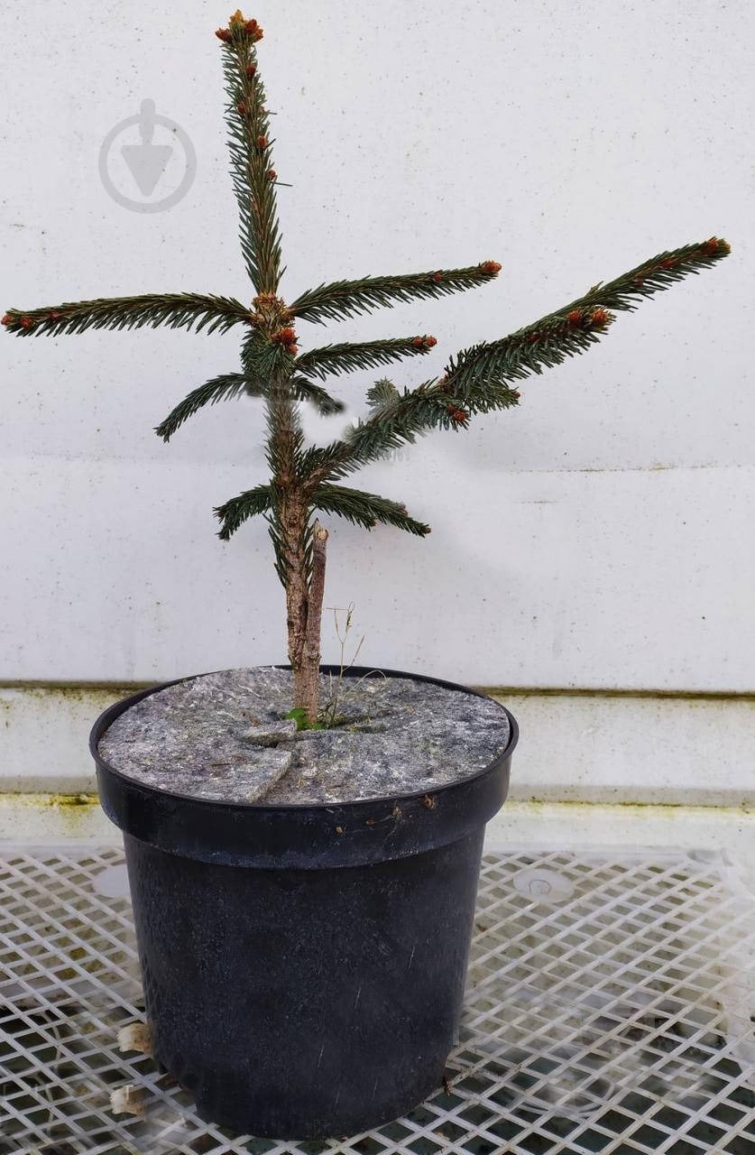 Ялинка звичайна / Picea abies Inversa С45 H80-100 - фото 1