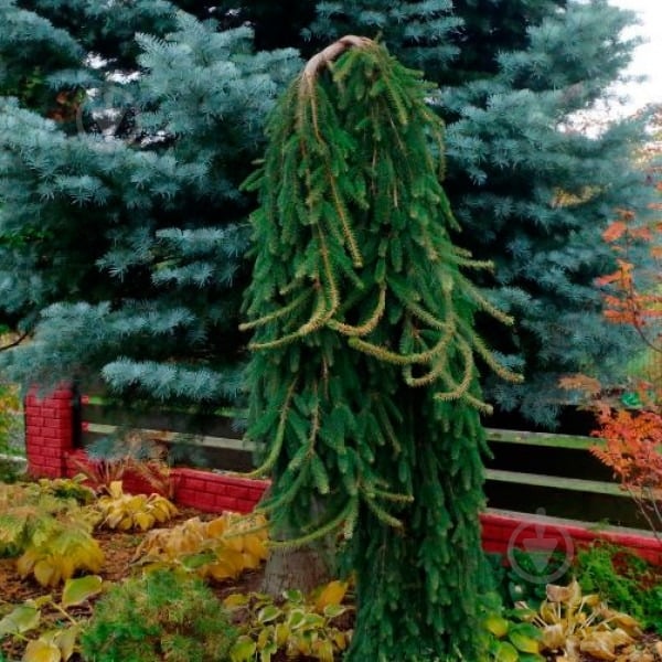 Ялинка звичайна / Picea abies Inversa С45 H80-100 - фото 4