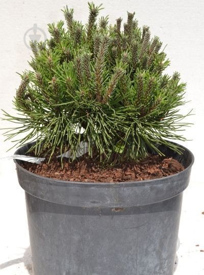 Растение Сосна горная / Pinus mugo Algau С15 - фото 2 Растение Сосна горная / Pinus mugo Algau С15 - фото 2