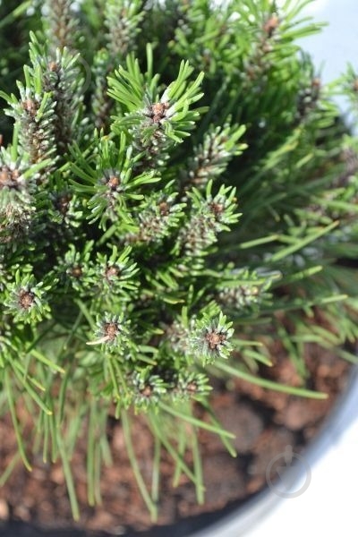 Растение Сосна горная / Pinus mugo Algau С15 - фото 3 Растение Сосна горная / Pinus mugo Algau С15 - фото 3