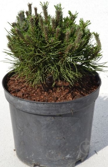 Растение Сосна горная / Pinus mugo Algau С15 - фото 1 Растение Сосна горная / Pinus mugo Algau С15 - фото 1