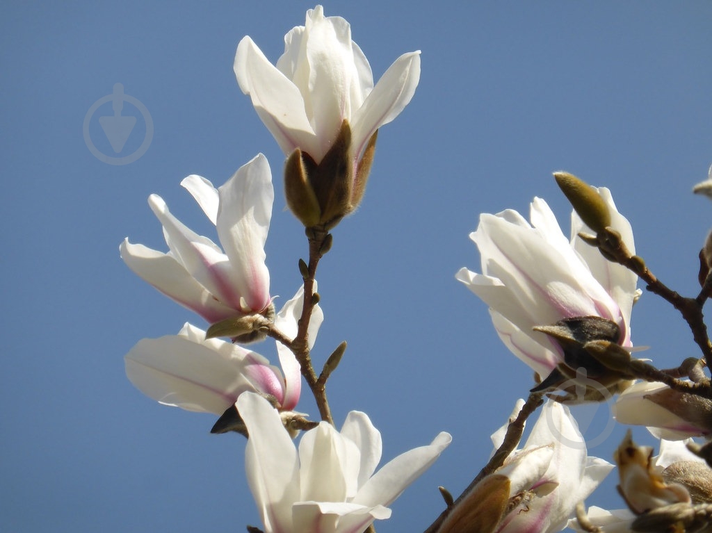 Растение Магнолия / Magnolia Pegasus С7.5 - фото 2