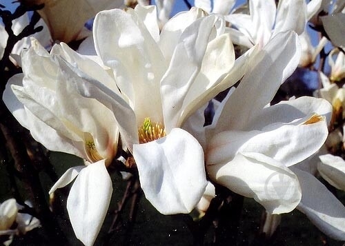 Растение Магнолия / Magnolia Pegasus С7.5 - фото 3