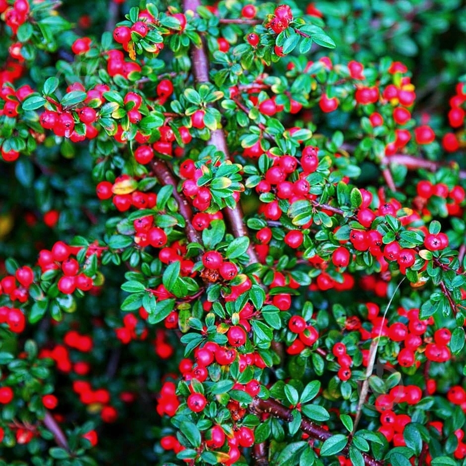 Рослина Кизильник / Cotoneaster Horisontalis C 3 - фото 2 Рослина Кизильник / Cotoneaster Horisontalis C 3 - фото 2