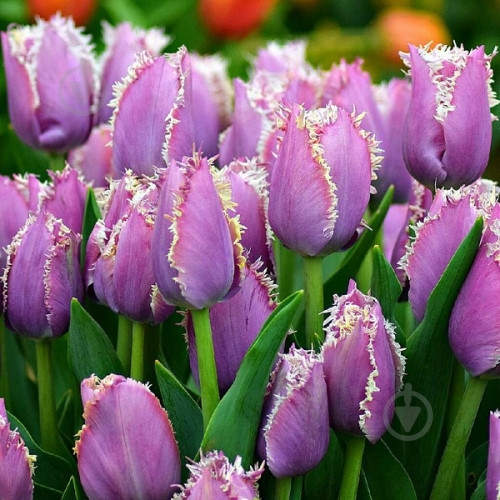 Луковица Яскрава Тюльпан бахромчатый Cummins - фото 1 Луковица Яскрава Тюльпан бахромчатый Cummins - фото 1