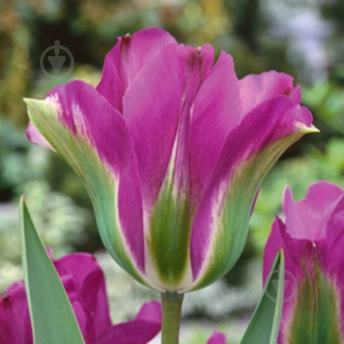 Луковица Яскрава Тюльпан виридифлора Violet Bird - фото 1 Луковица Яскрава Тюльпан виридифлора Violet Bird - фото 1