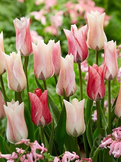 Цибулина тюльпана тріумф Карате 3 шт. - фото 1 Цибулина тюльпана тріумф Карате 3 шт. - фото 1