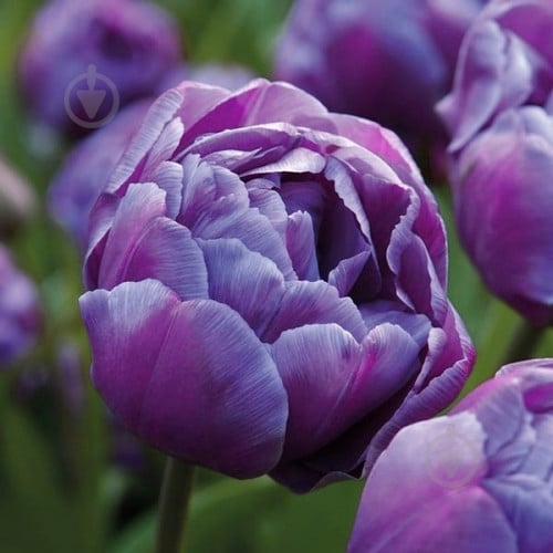 Луковица Яскрава Тюльпан двойной Blue Diamоnd - фото 1 Луковица Яскрава Тюльпан двойной Blue Diamоnd - фото 1