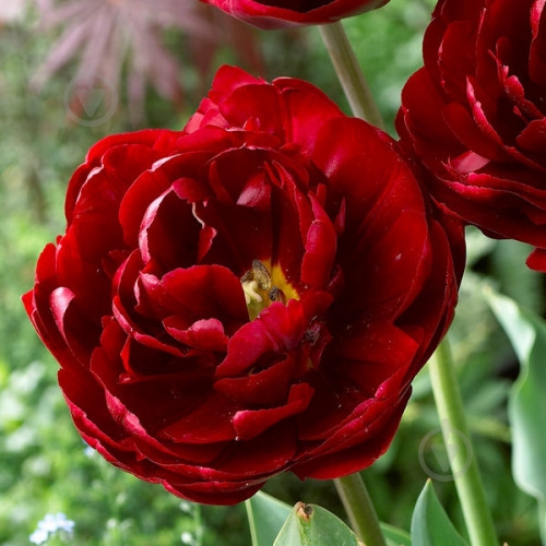 Цибулина Яскрава Тюльпан подвійний Uncle Tom - фото 1 Цибулина Яскрава Тюльпан подвійний Uncle Tom - фото 1