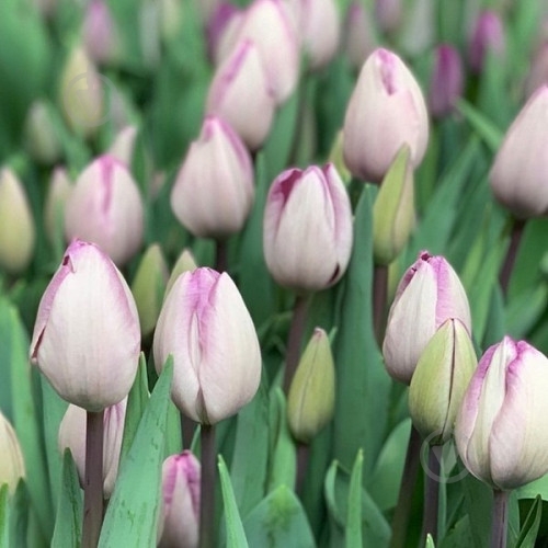 Луковица Яскрава Тюльпан триумф Jacuzzi - фото 1