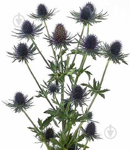 Ерінгіум Apus Questar синій (Нідерланди) - фото 1