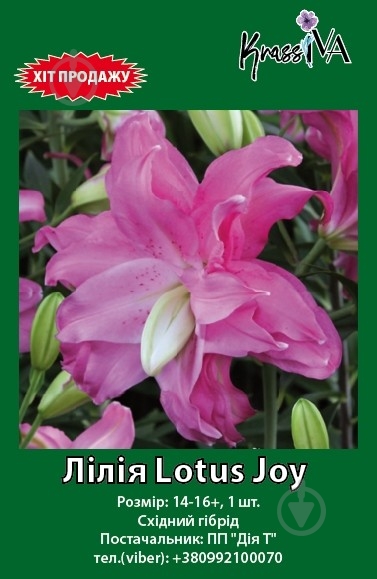 Луковица лилия Lotus Joy 1 шт. - фото 1