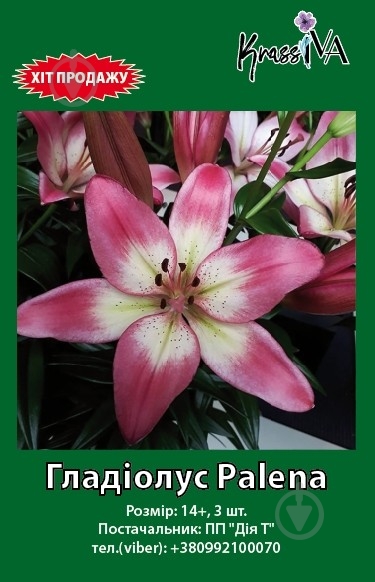 Цибулина лілія Pallena 1 шт. KrassIVA - фото 1 Цибулина лілія Pallena 1 шт. KrassIVA - фото 1