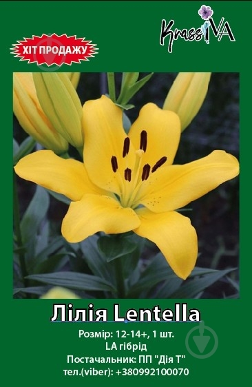 Луковица лилия Lentella 1 шт. - фото 1 Луковица лилия Lentella 1 шт. - фото 1