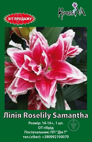 Цибулина лілія Samanta 1 шт. - фото 1 Цибулина лілія Samanta 1 шт. - фото 1