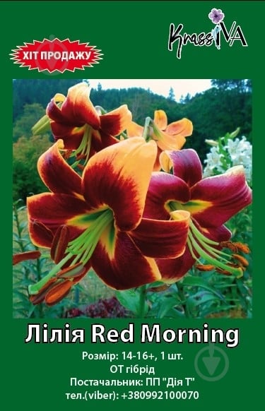 Луковица лилия Red Morning 1 шт. - фото 1