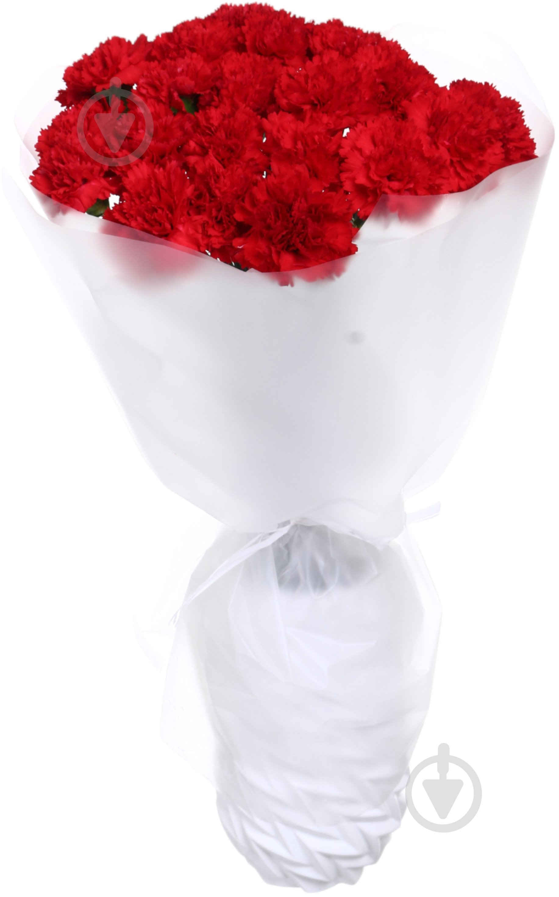 Гвоздика одноголовая 55 см красный (Нидерланды) - фото 4 Гвоздика одноголовая 55 см красный (Нидерланды) - фото 4