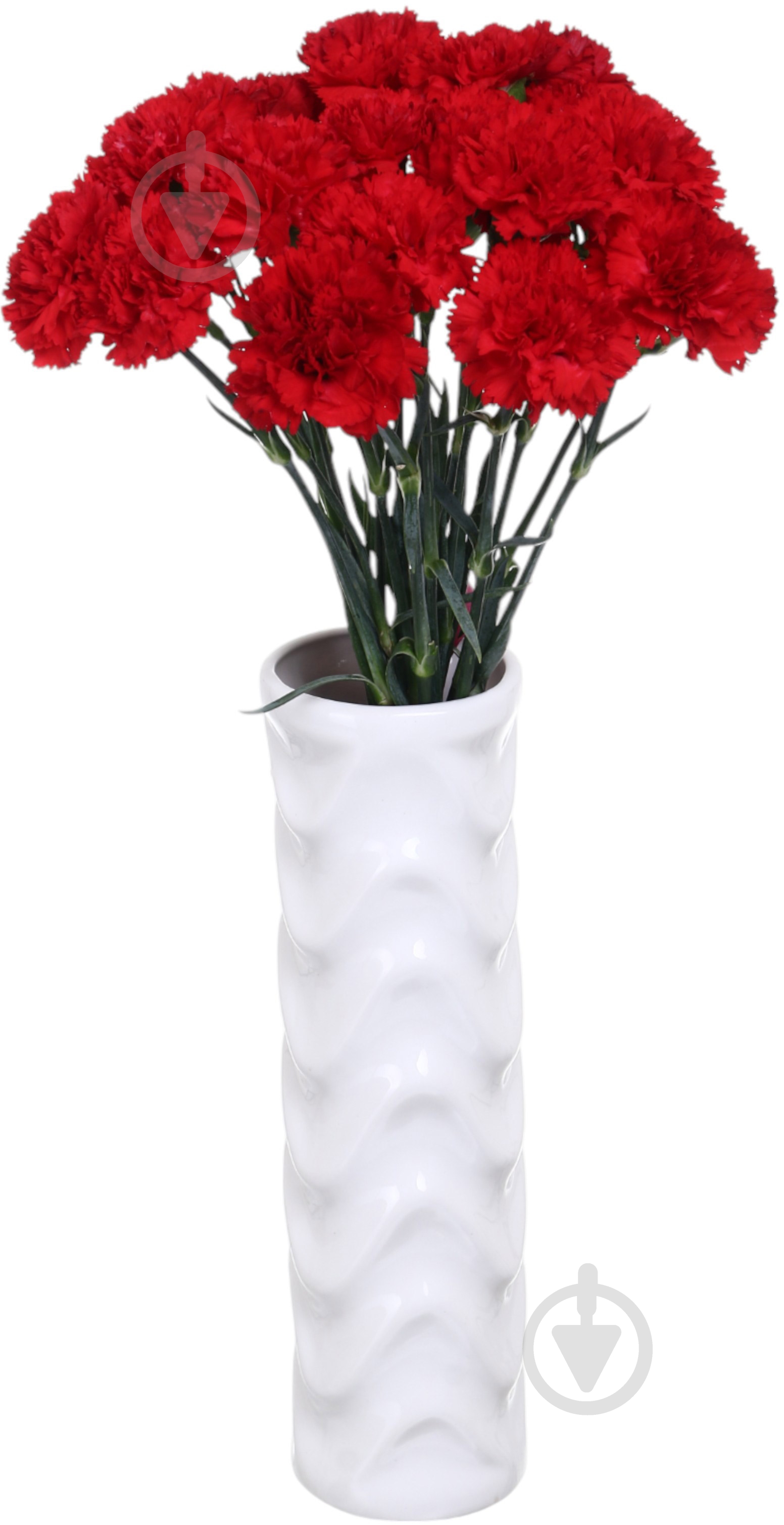 Гвоздика одноголовая 55 см красный (Нидерланды) - фото 3 Гвоздика одноголовая 55 см красный (Нидерланды) - фото 3