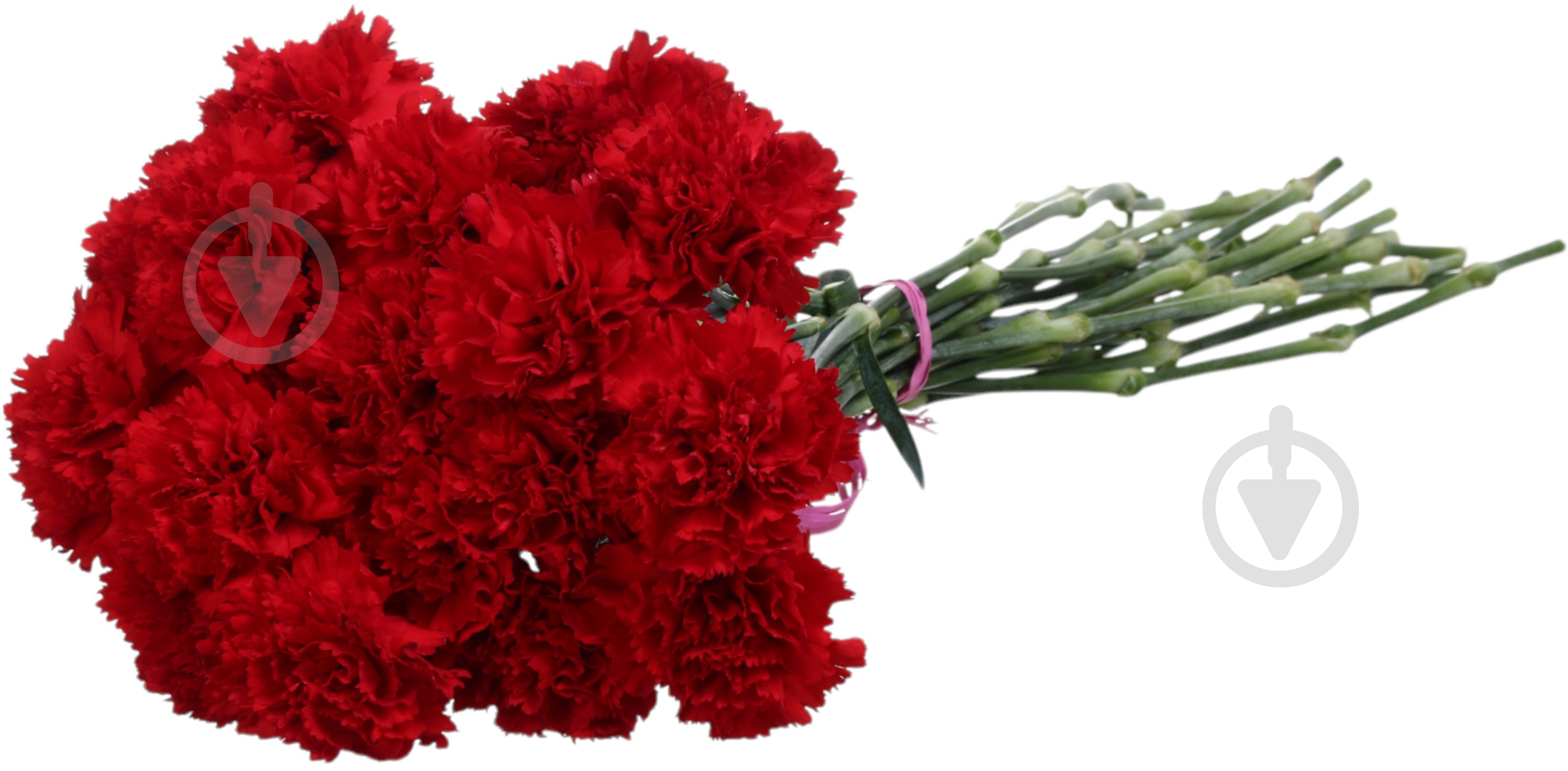 Гвоздика одноголовая 55 см красный (Нидерланды) - фото 2 Гвоздика одноголовая 55 см красный (Нидерланды) - фото 2