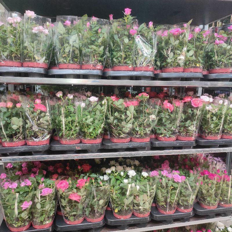 Растение Роза 10х25 микс - фото 1 Растение Роза 10х25 микс - фото 1