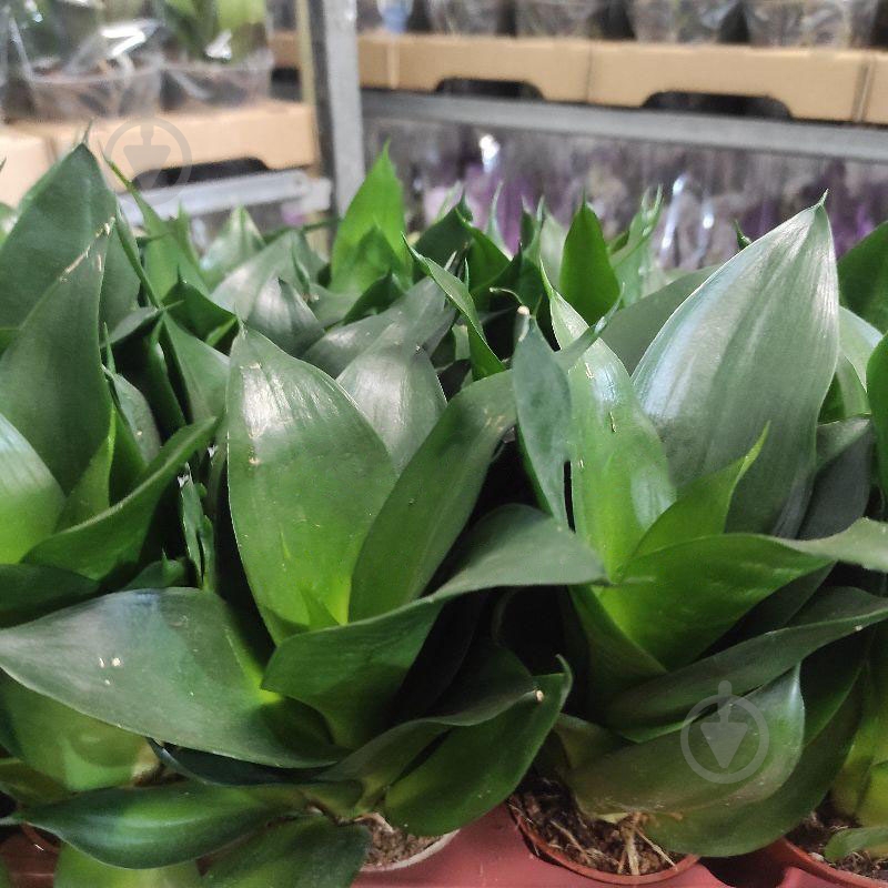 Растение Сансевиерия 7х20 Hahnii - фото 1 Растение Сансевиерия 7х20 Hahnii - фото 1