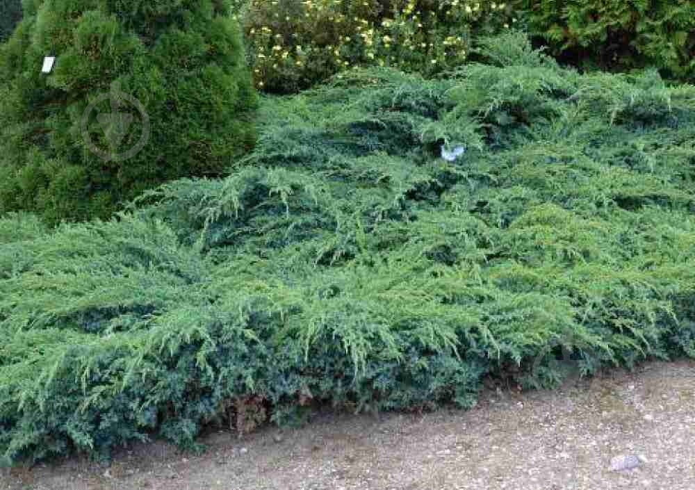 Растение Можжевельник чешуйчатый Блю Швед С2 - фото 1