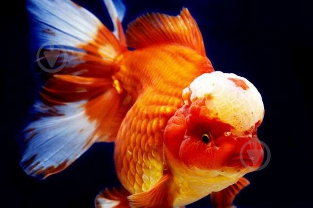 Рыбка Оранда красная 7-10 см - фото 3 Рыбка Оранда красная 7-10 см - фото 3