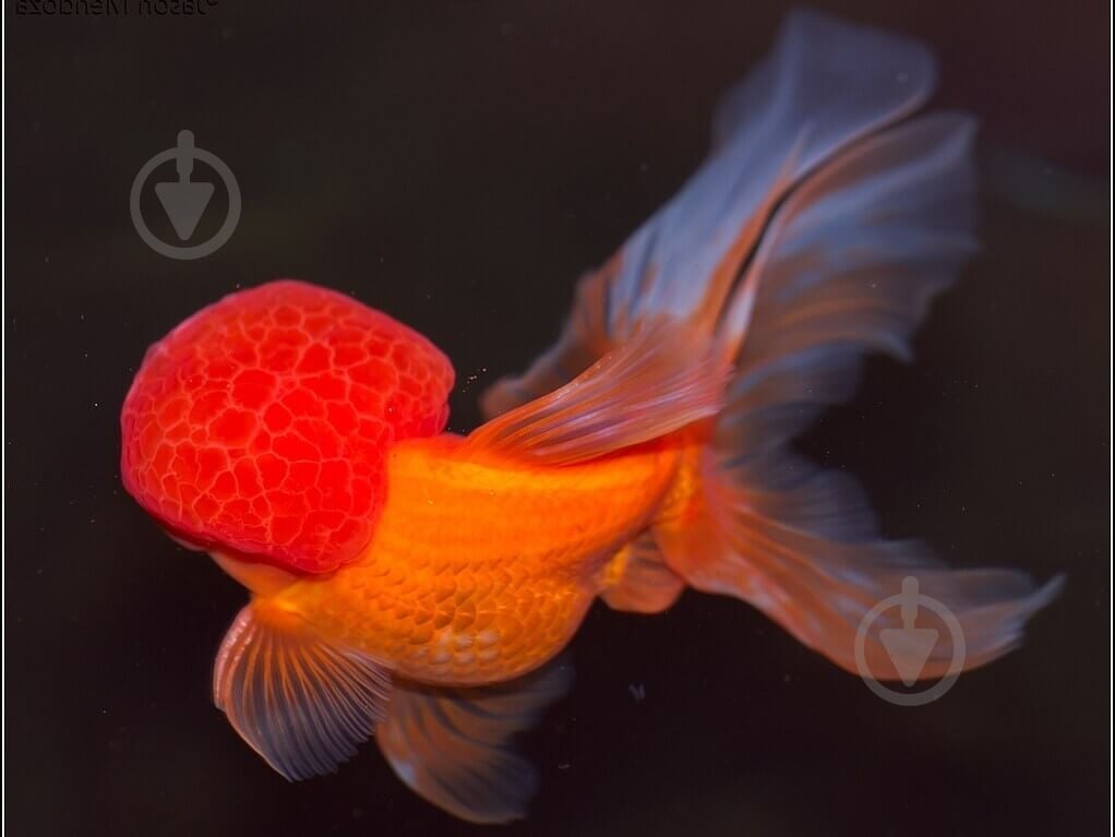 Рыбка Оранда красная 7-10 см - фото 2 Рыбка Оранда красная 7-10 см - фото 2