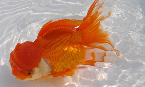 Рыбка Оранда красная 7-10 см - фото 6 Рыбка Оранда красная 7-10 см - фото 6