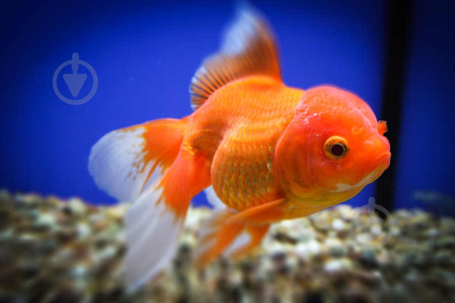 Рыбка Оранда красная 7-10 см - фото 7 Рыбка Оранда красная 7-10 см - фото 7