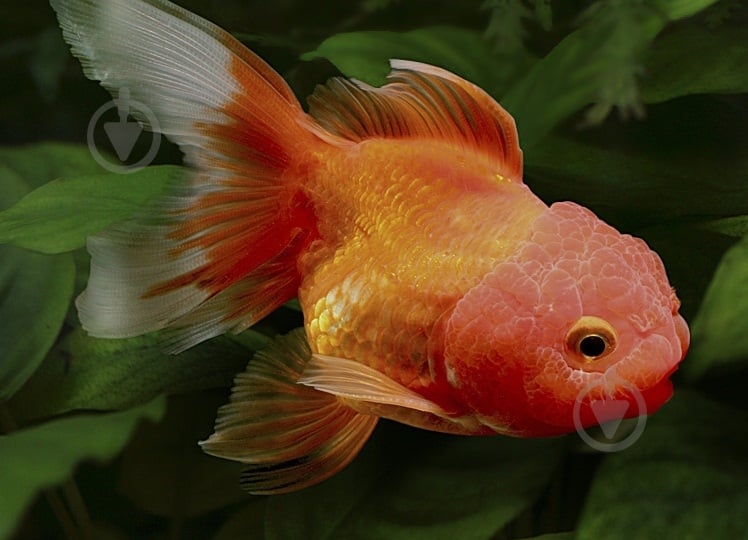 Рыбка Оранда красная 7-10 см - фото 8 Рыбка Оранда красная 7-10 см - фото 8