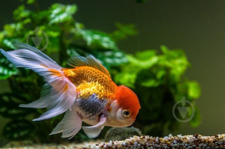 Рыбка Оранда красная 7-10 см - фото 5 Рыбка Оранда красная 7-10 см - фото 5